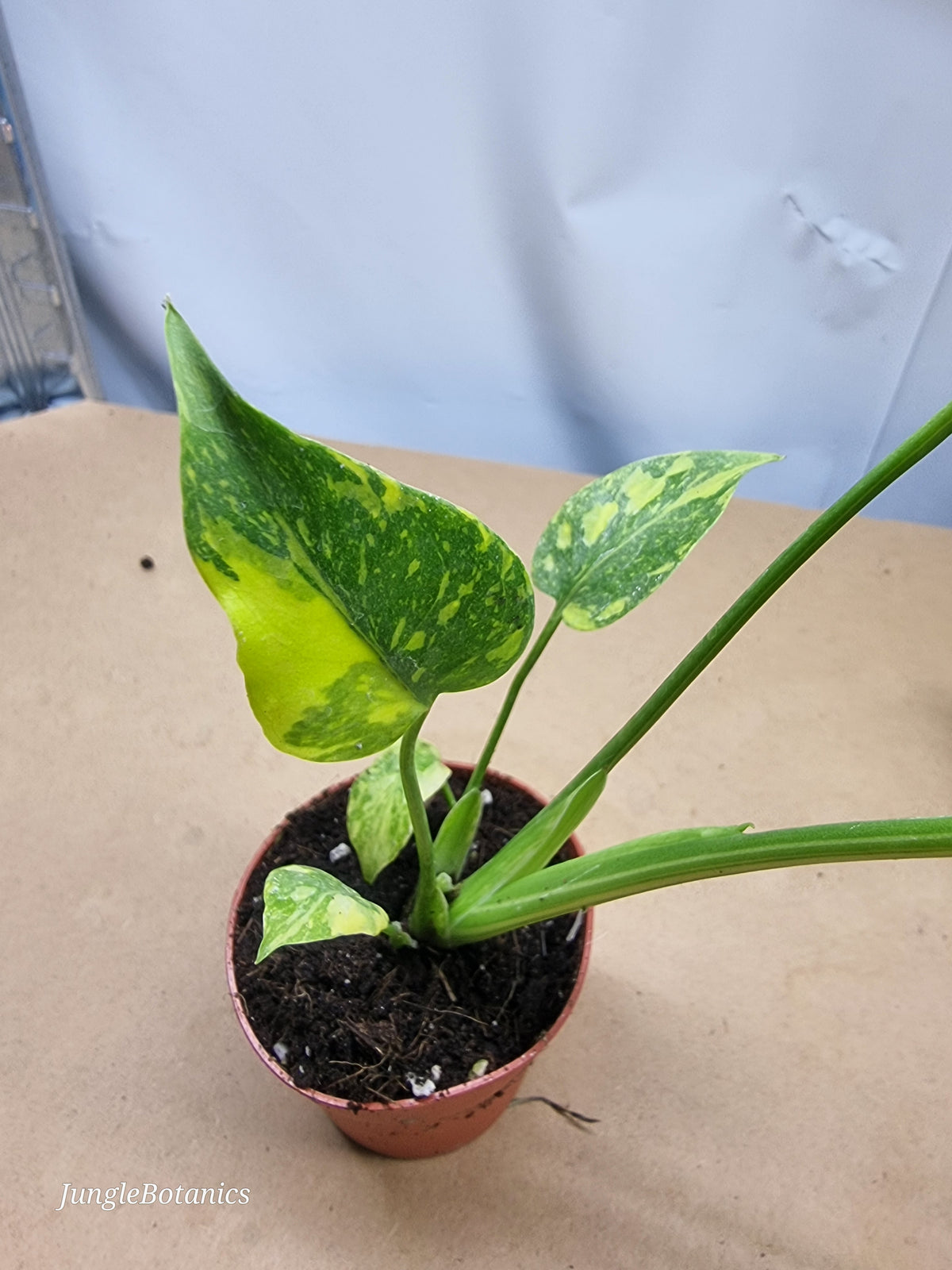 Monstera Electrolyte plant detail