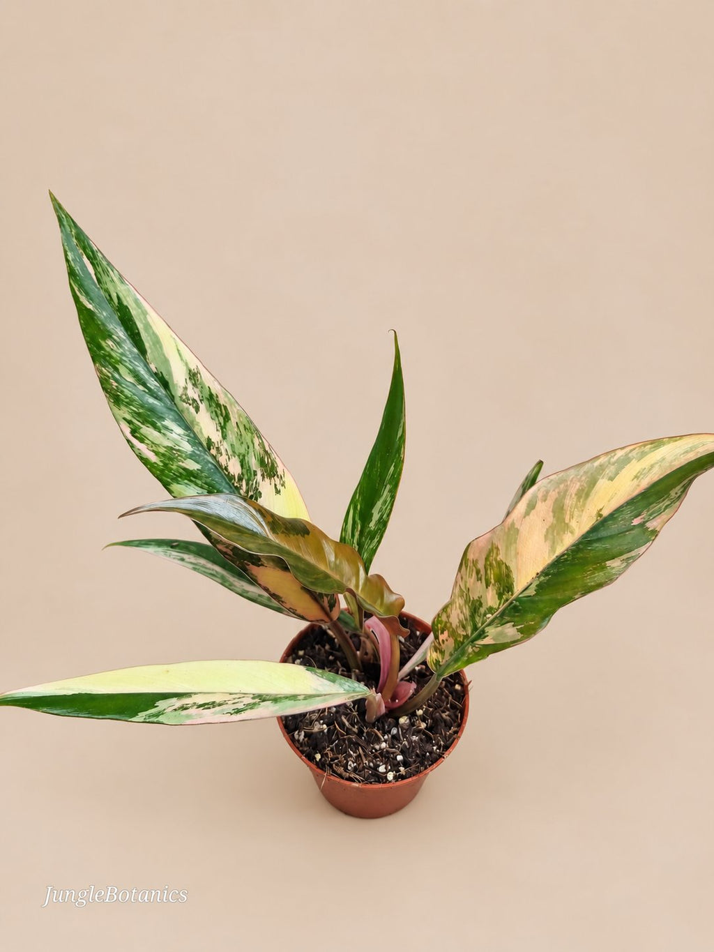 Philodendron Caramel Marble plant detail