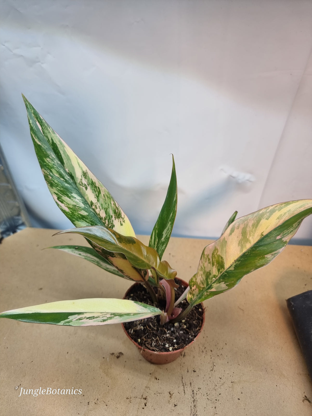 Philodendron Caramel Marble plant detail