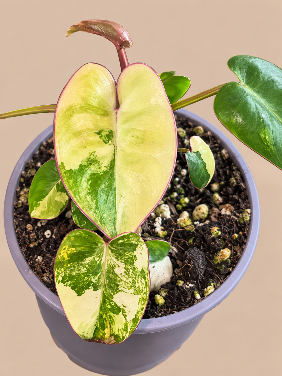 Philodendron Billietiae Variegated plant
