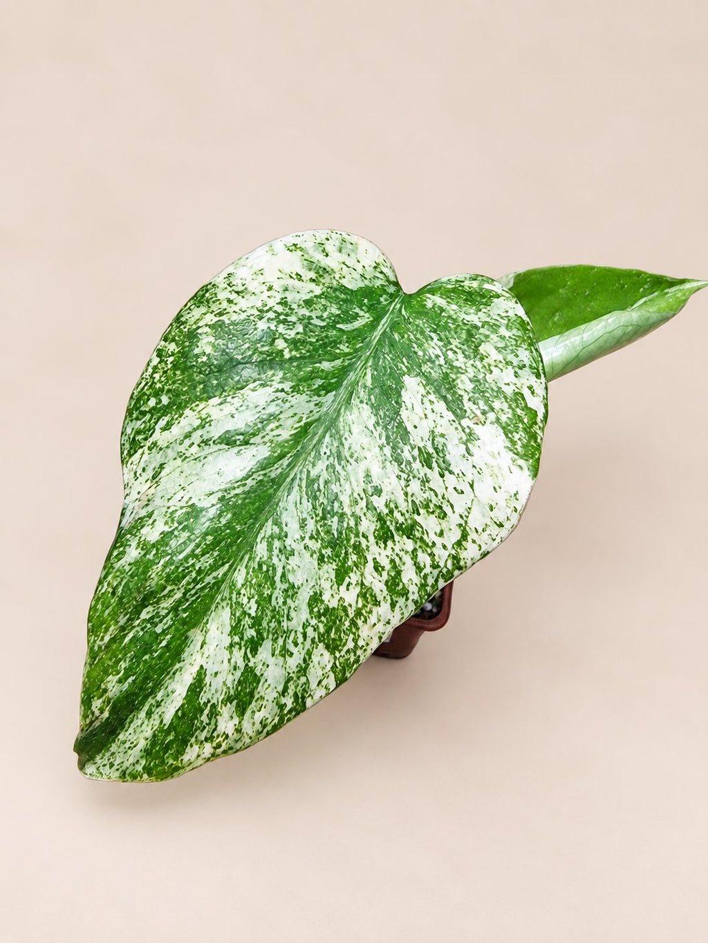 Monstera White Monster variegated plant from JungleBotanics UK
