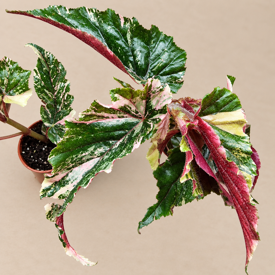 Begonia Ginny Galaxy patterned collector plant
