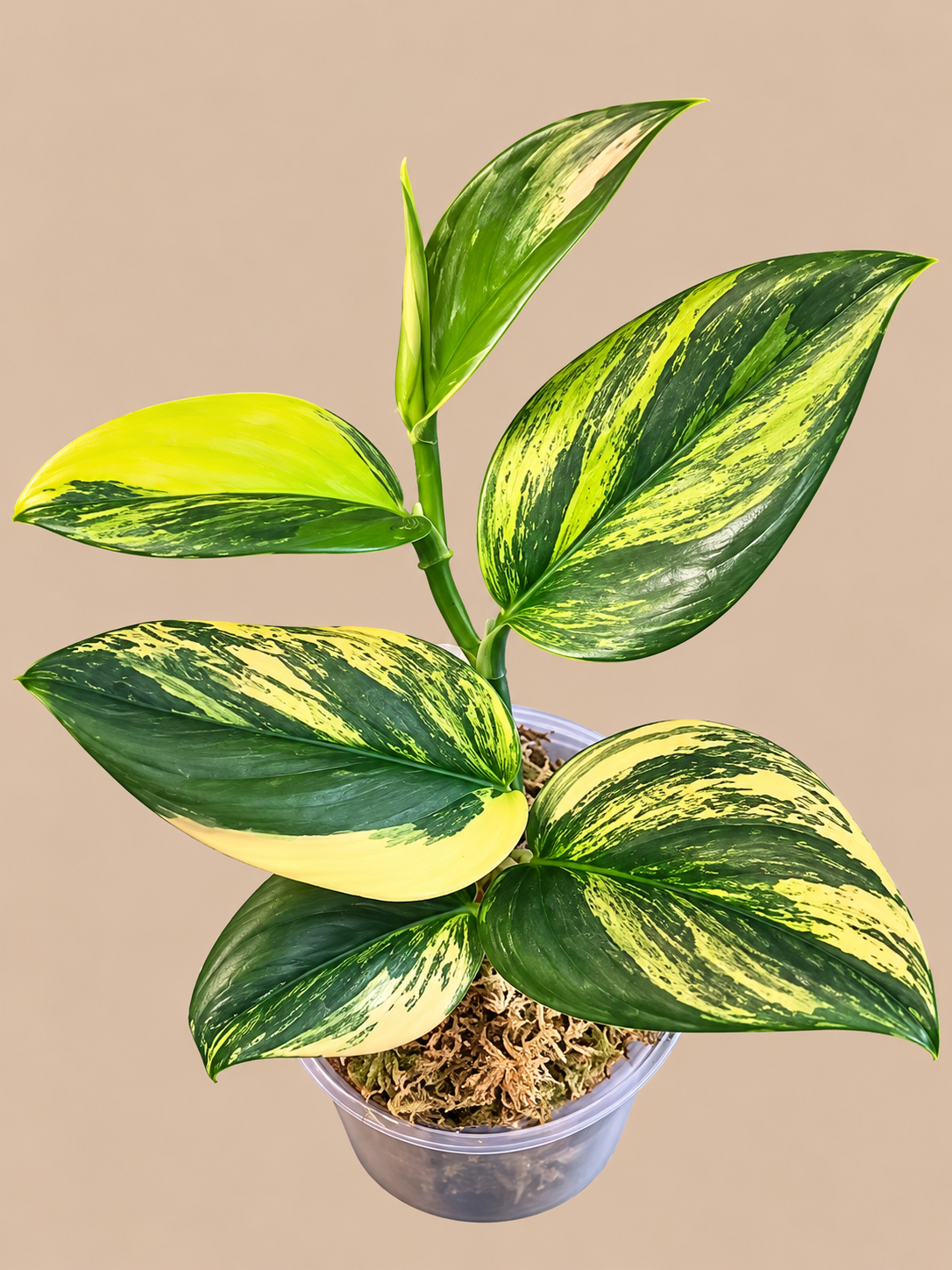 Scindapsus Rubicon plant