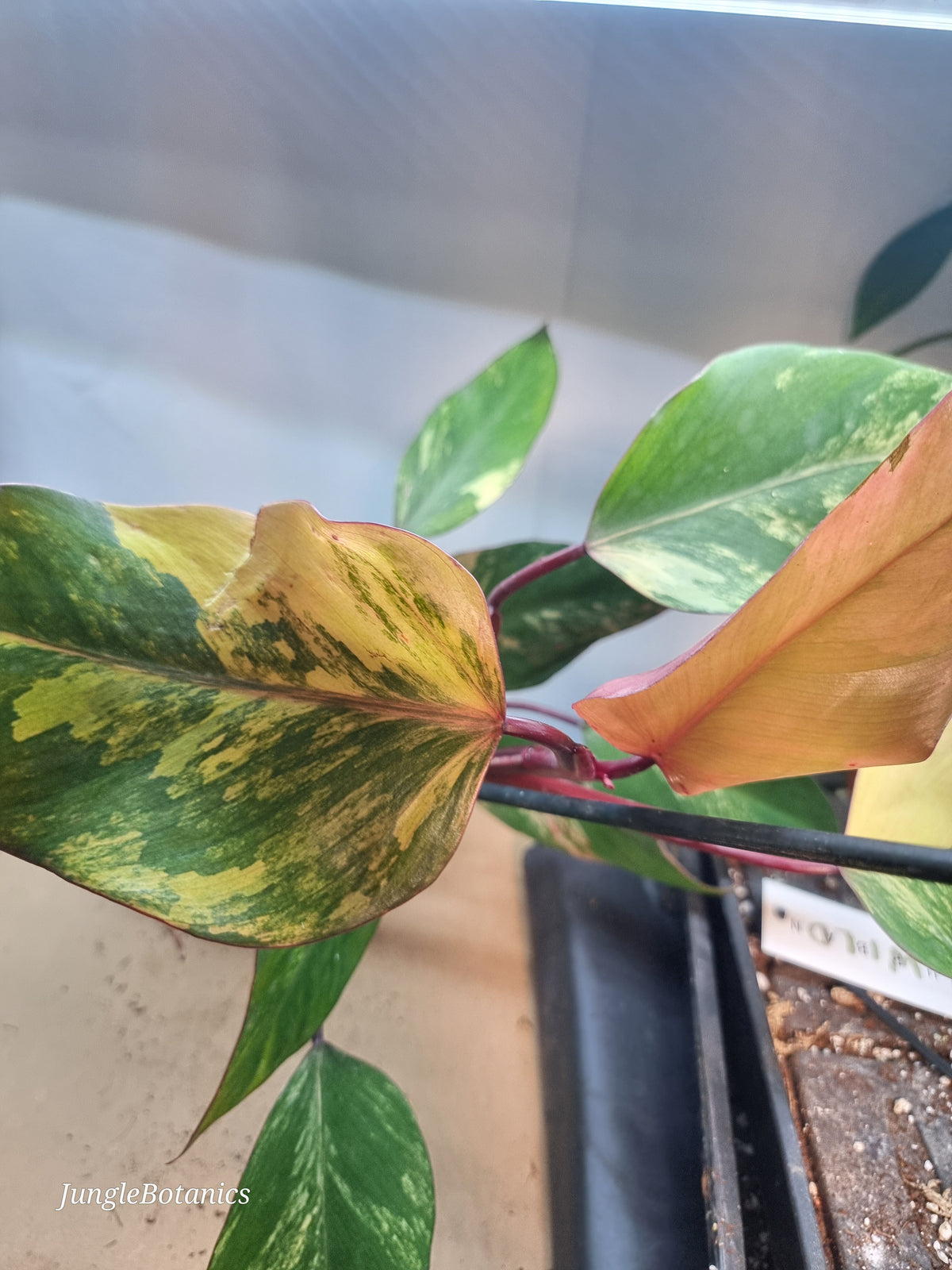 Philodendron Strawberry Shake additional view