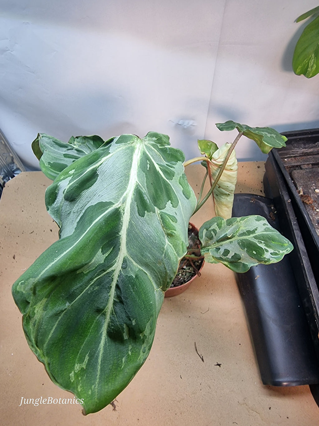 Philodendron Gloriosum Snow Leopard additional view
