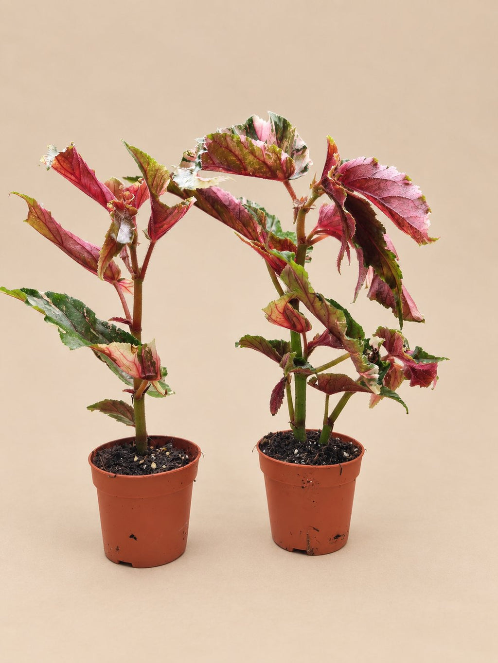 Begonia Ginny Galaxy additional view