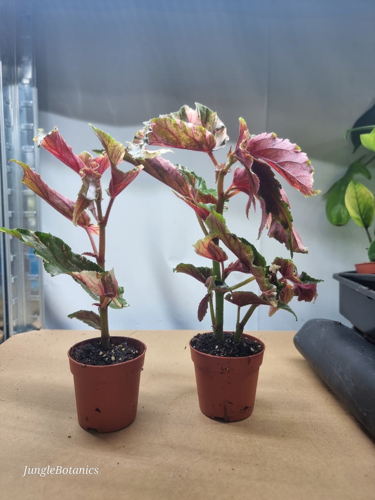 Begonia Ginny Galaxy additional view