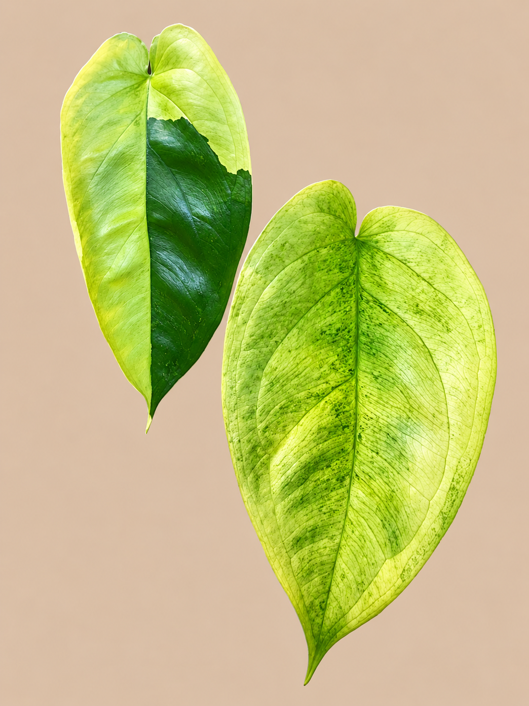 Syngonium Chiapense Variegated plant