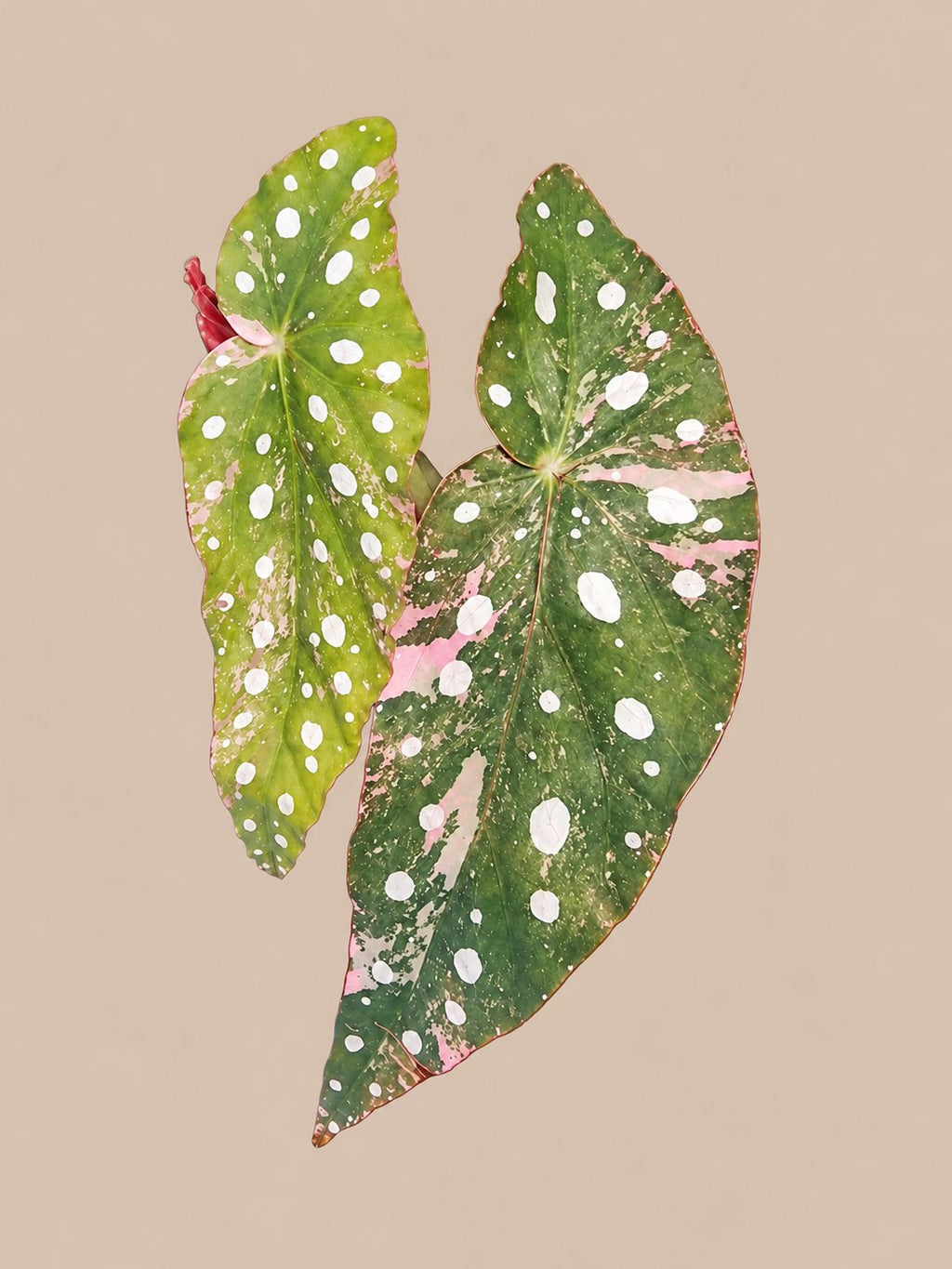 Begonia Maculata Pink Variegated plant