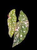 Begonia Maculata Pink Variegated