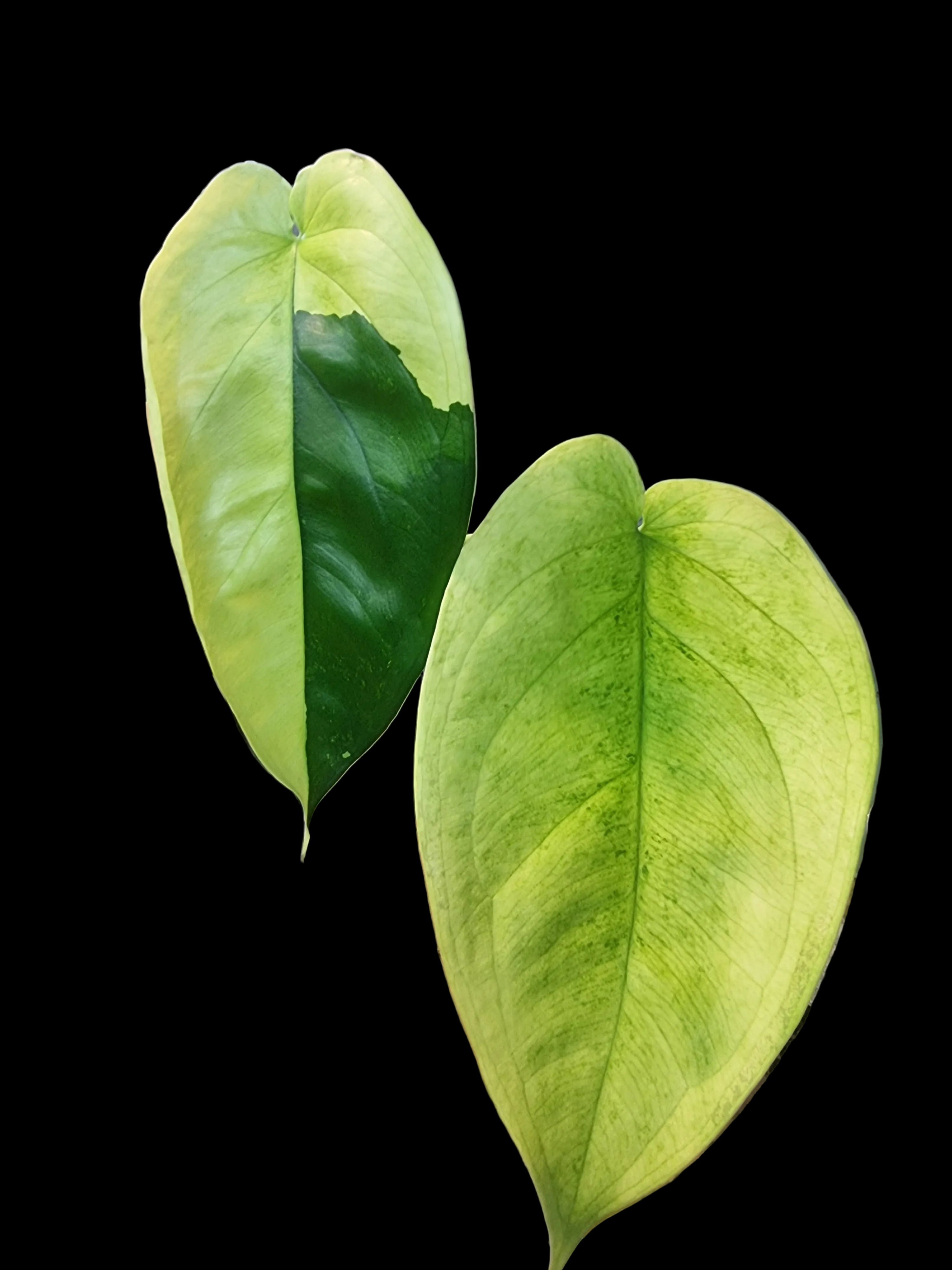 Syngonium Chiapense Variegated