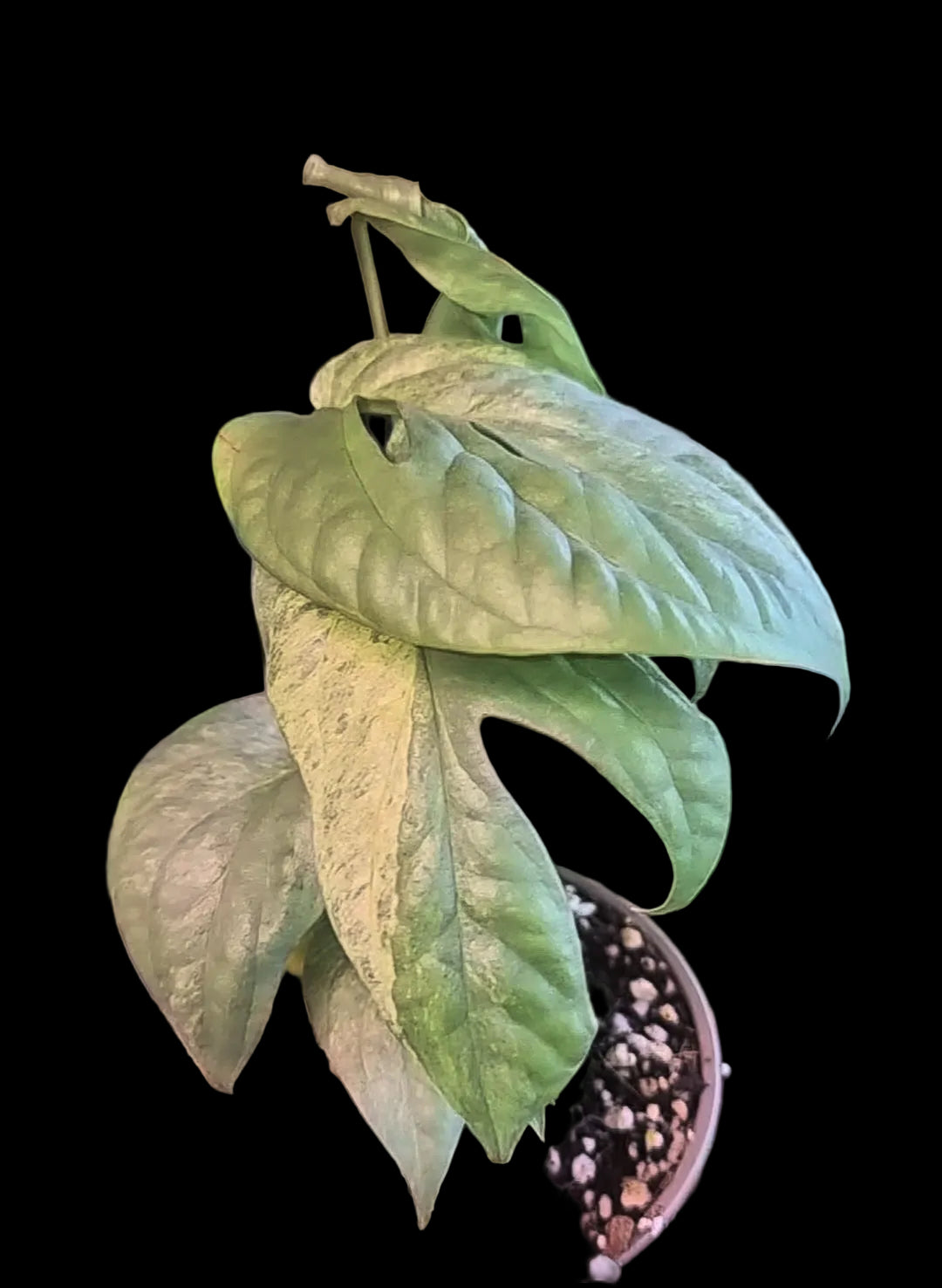 Amydrium Medium Silver Variegated