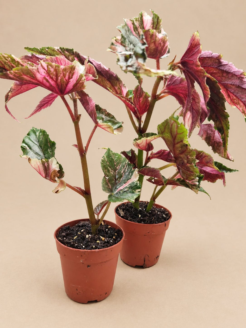 Begonia Ginny Galaxy plant detail