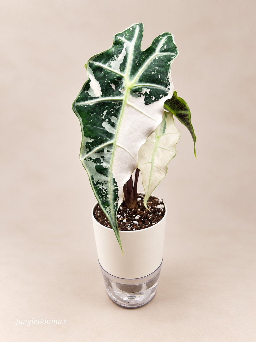 Alocasia Polly Pink Variegated plant