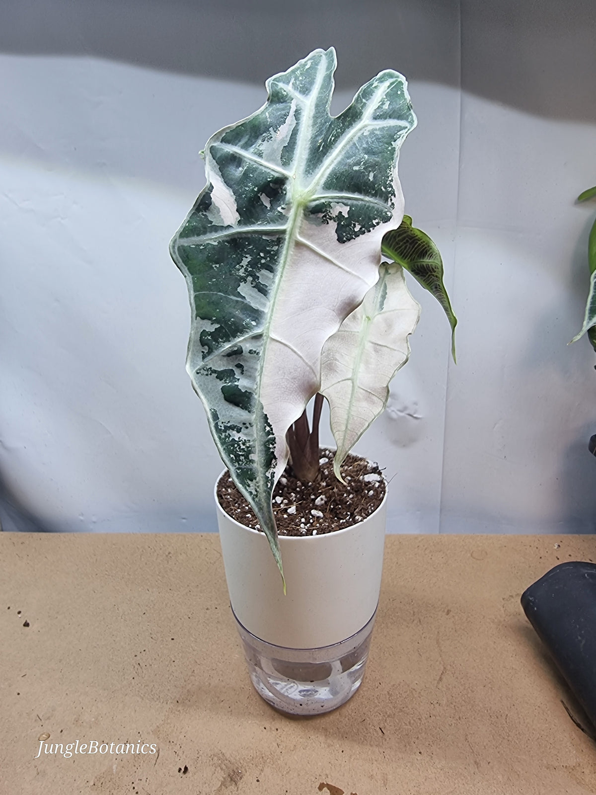 Alocasia Polly Pink Variegated plant