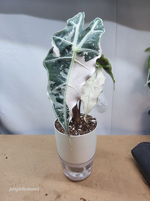 Alocasia Polly Pink Variegated plant