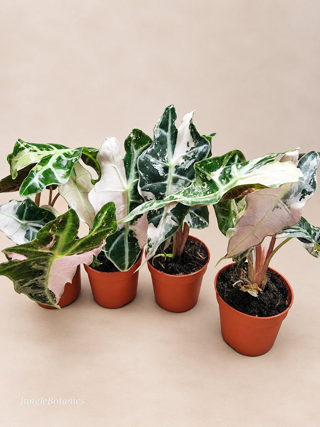 Alocasia Polly Pink Variegated plant detail