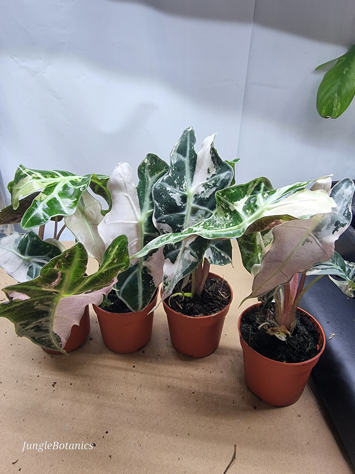 Alocasia Polly Pink Variegated plant detail