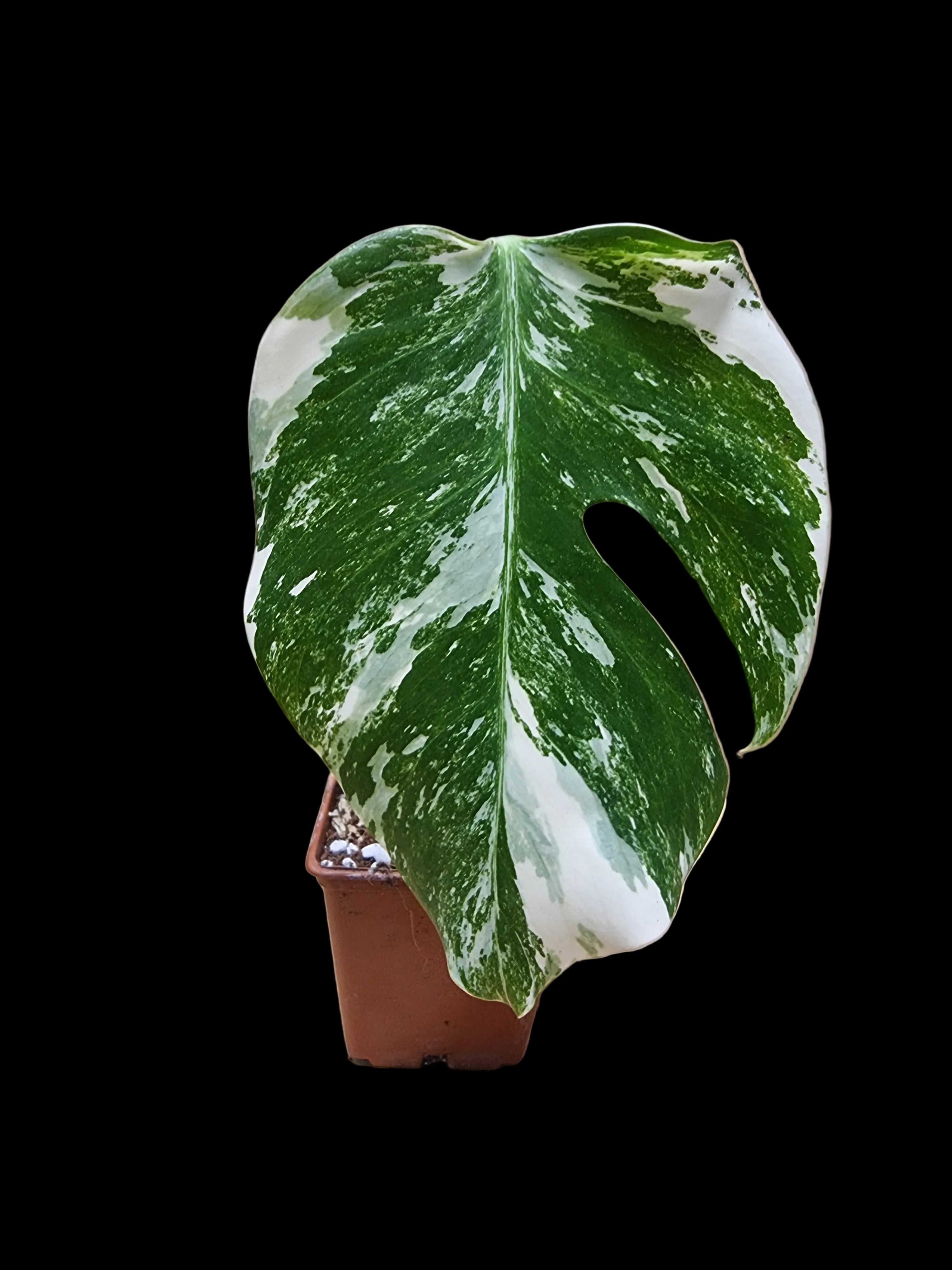 Monstera Albo