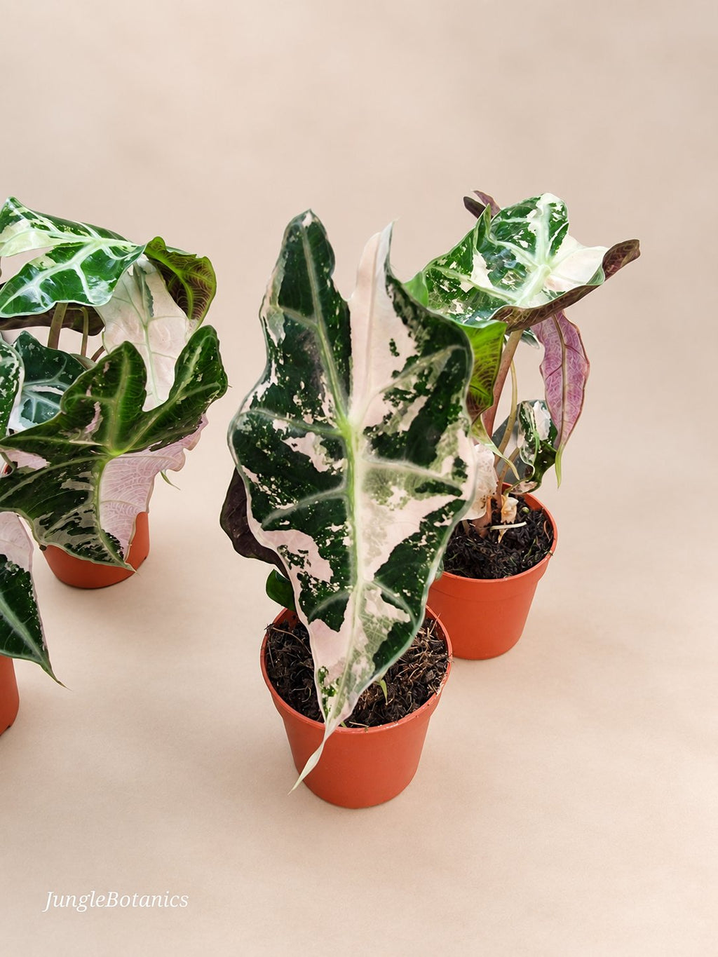 Alocasia Polly Pink Variegated leaf detail