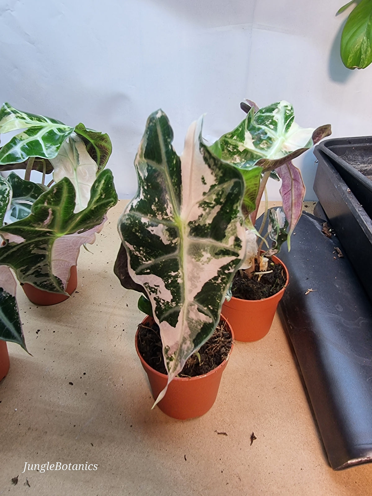 Alocasia Polly Pink Variegated leaf detail