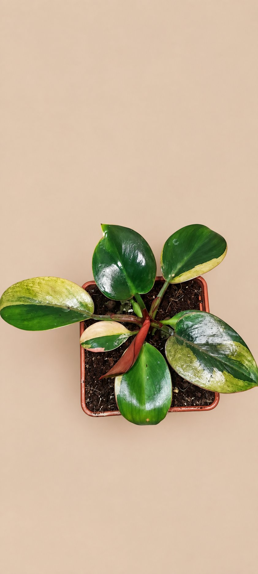 Philodendron Birkin Variegated plant