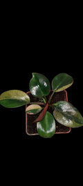 Philodendron Birkin Variegated