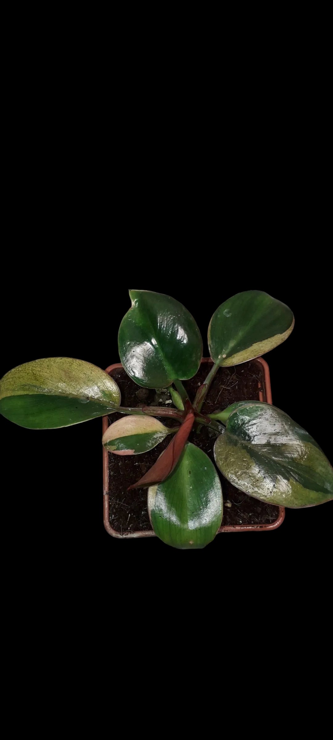 Philodendron Birkin Variegated