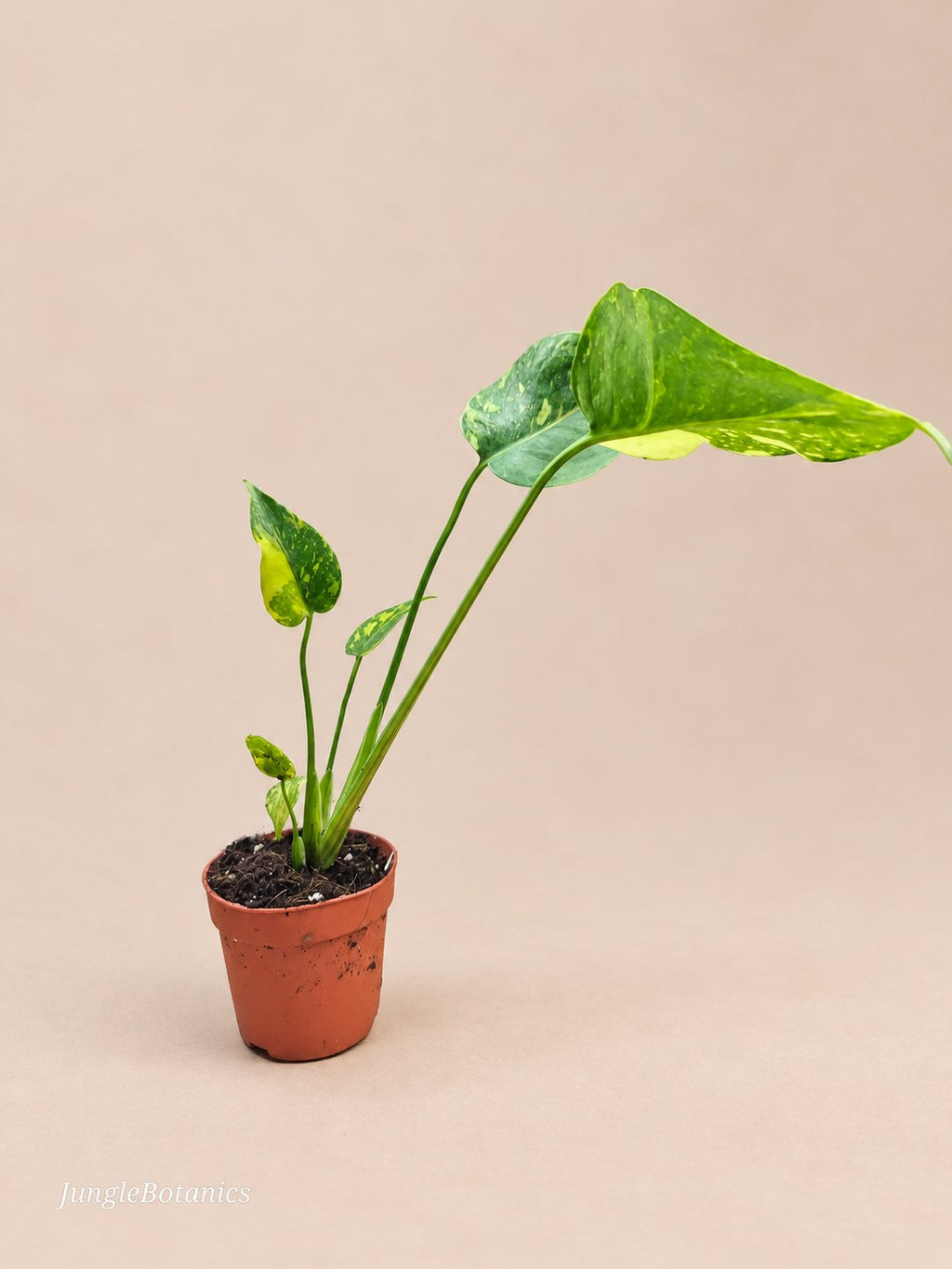 Monstera Electrolyte foliage