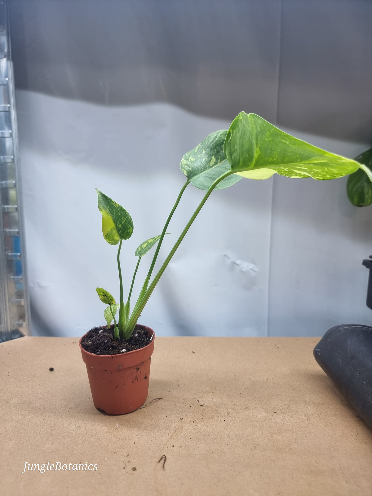Monstera Electrolyte foliage