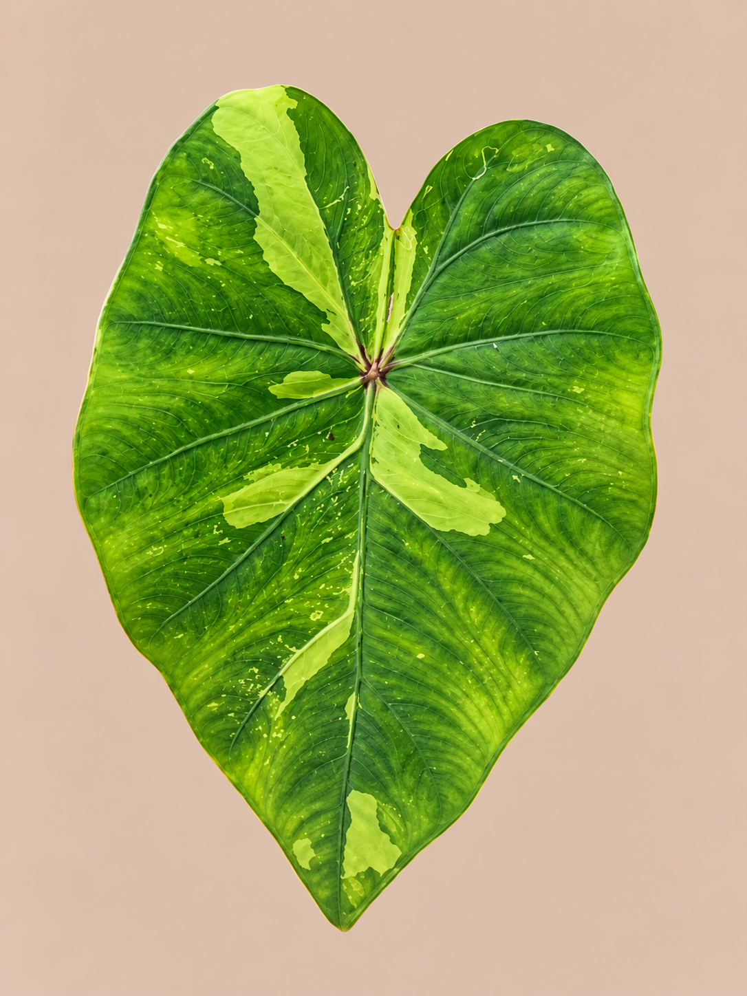 Colocasia Lemon Lime Gecko plant