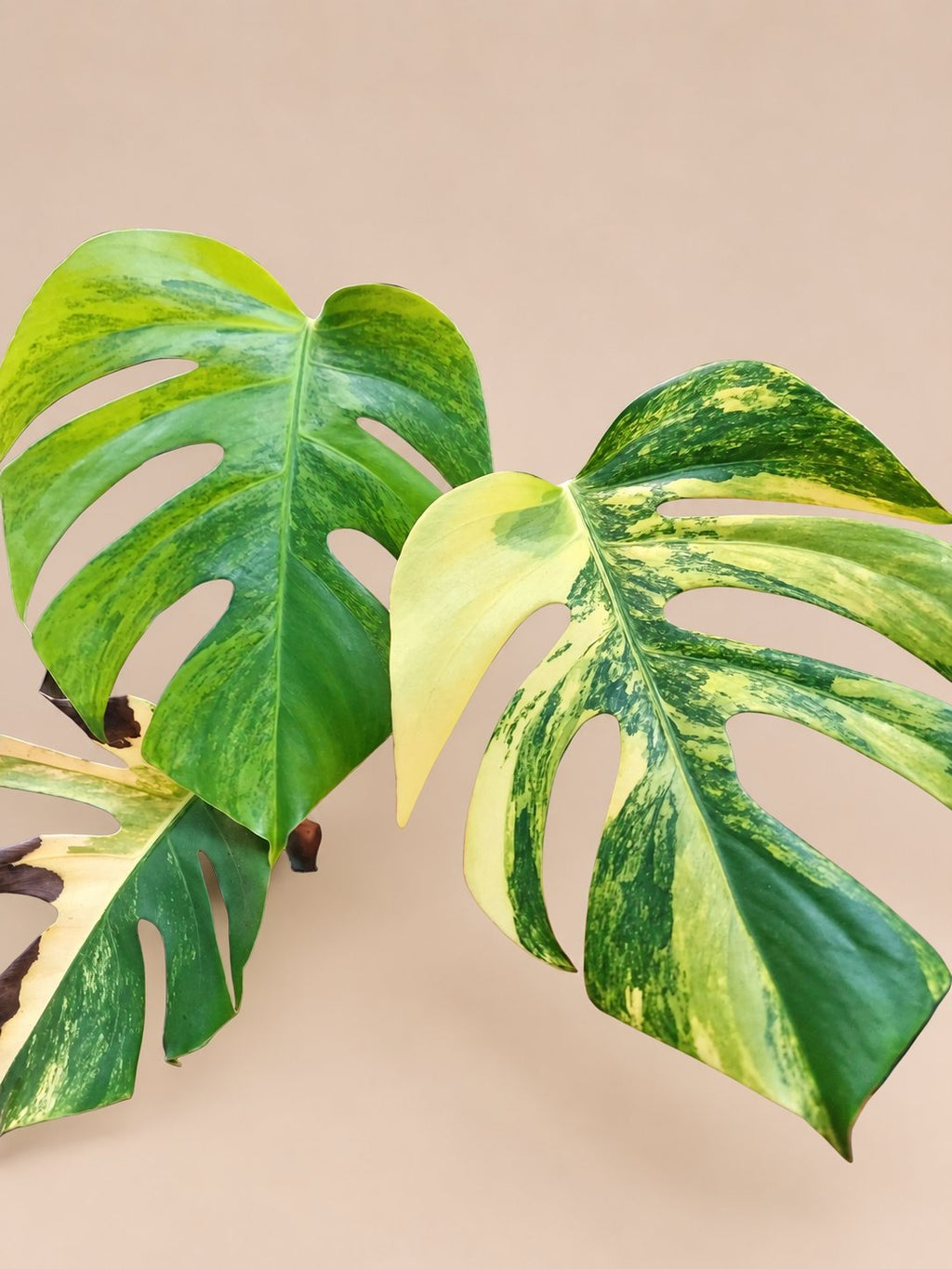 Monstera Aurea Large Form variegated plant