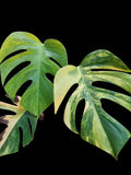 Monstera Aurea Large Form