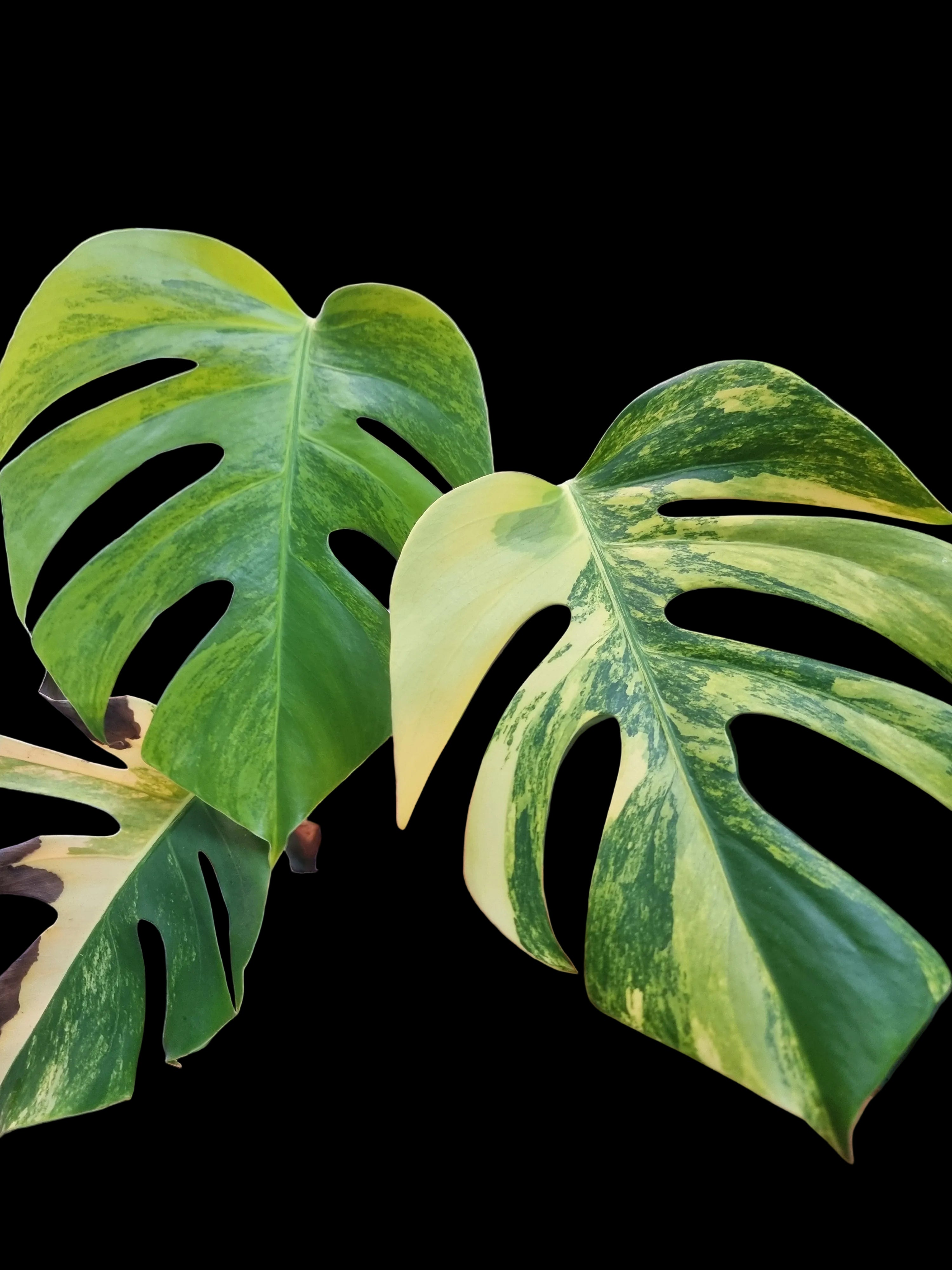Monstera Aurea Large Form