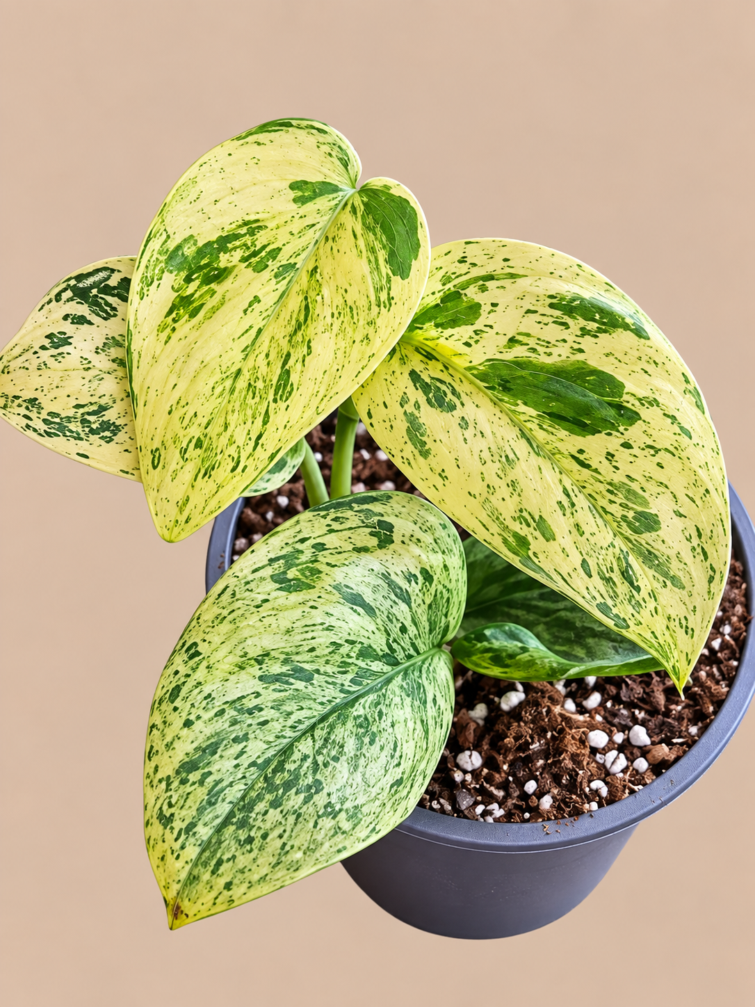 Scindapsus White Shadow Variegated plant