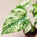 Monstera White Monster highly variegated rare houseplant UK