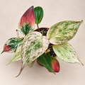 Philodendron Micans Marble Variegata variegated collector plant
