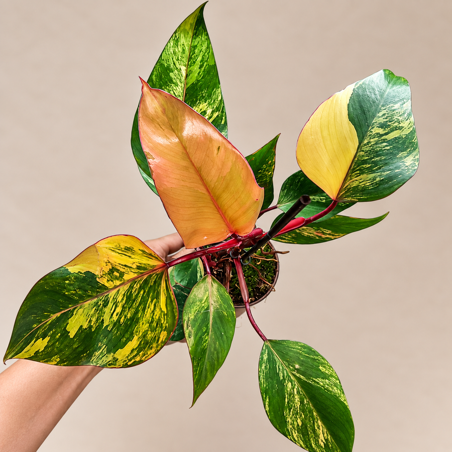Philodendron Strawberry Shake variegated collector plant
