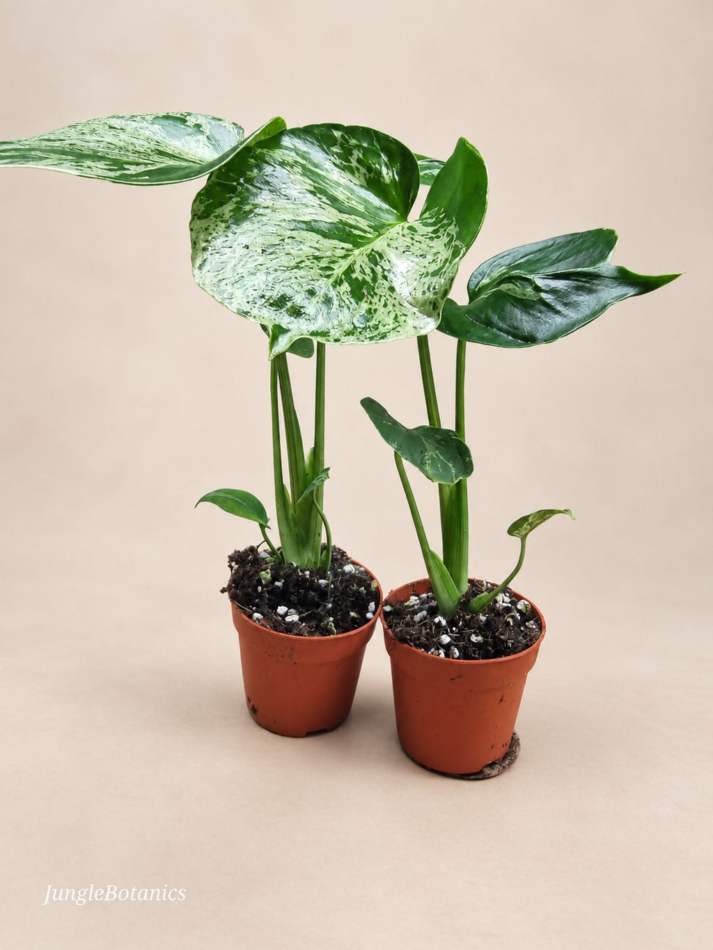 Monstera Bulbasaur plant detail