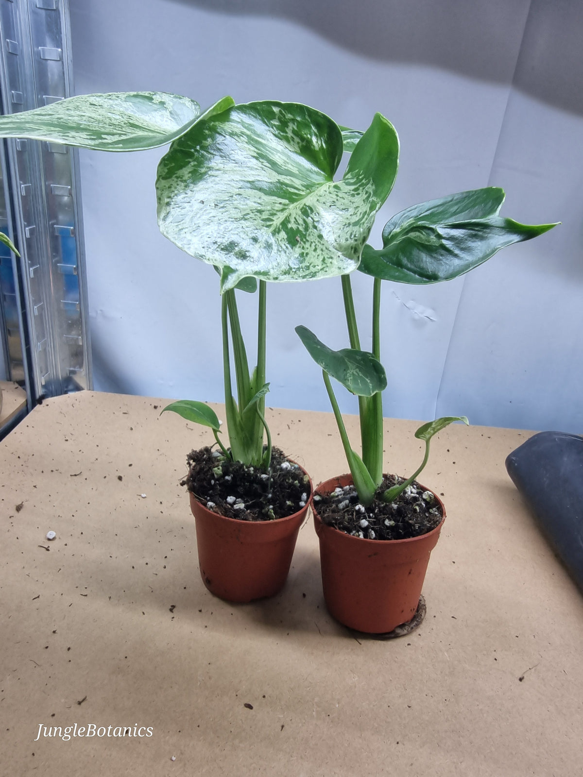 Monstera Bulbasaur plant detail