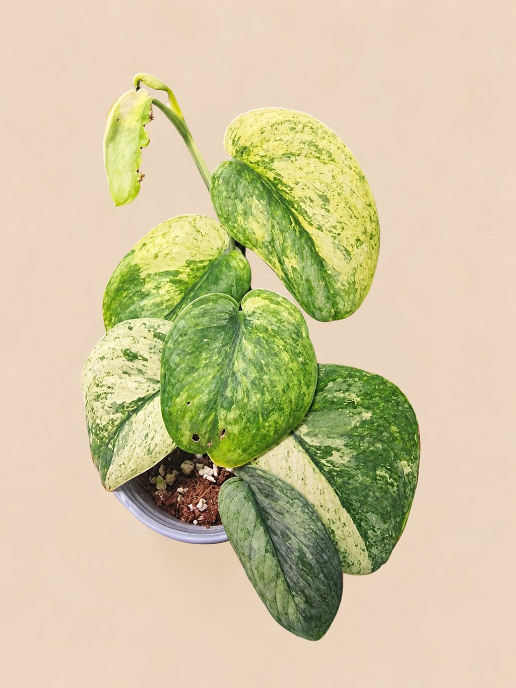 Scindapsus Crème Brûlée plant