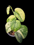 Scindapsus Crème Brûlée