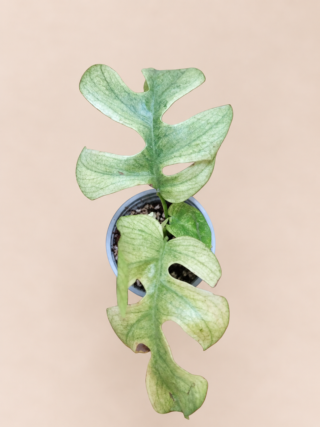 Raphidophora Tetrasperma White Monster plant