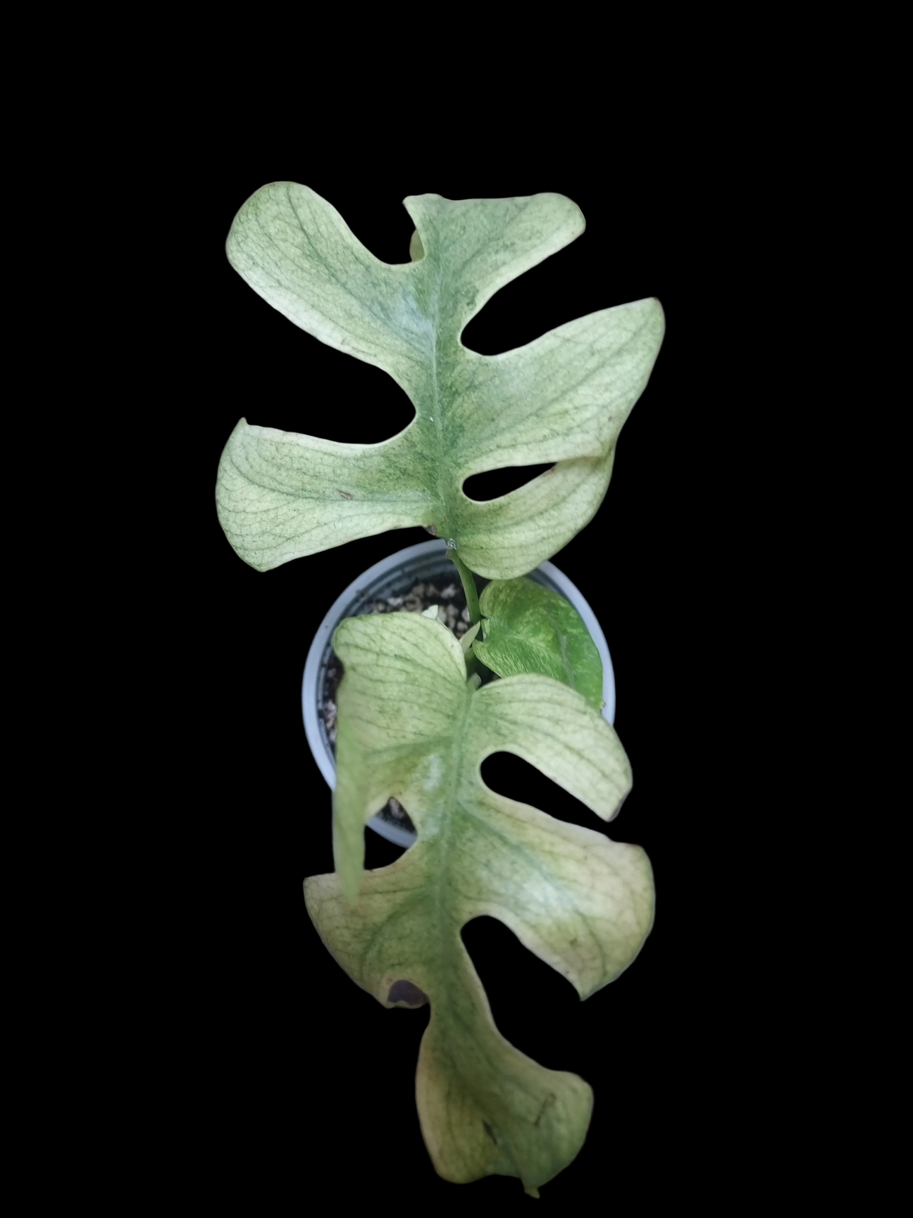 Raphidophora Tetrasperma White Monster