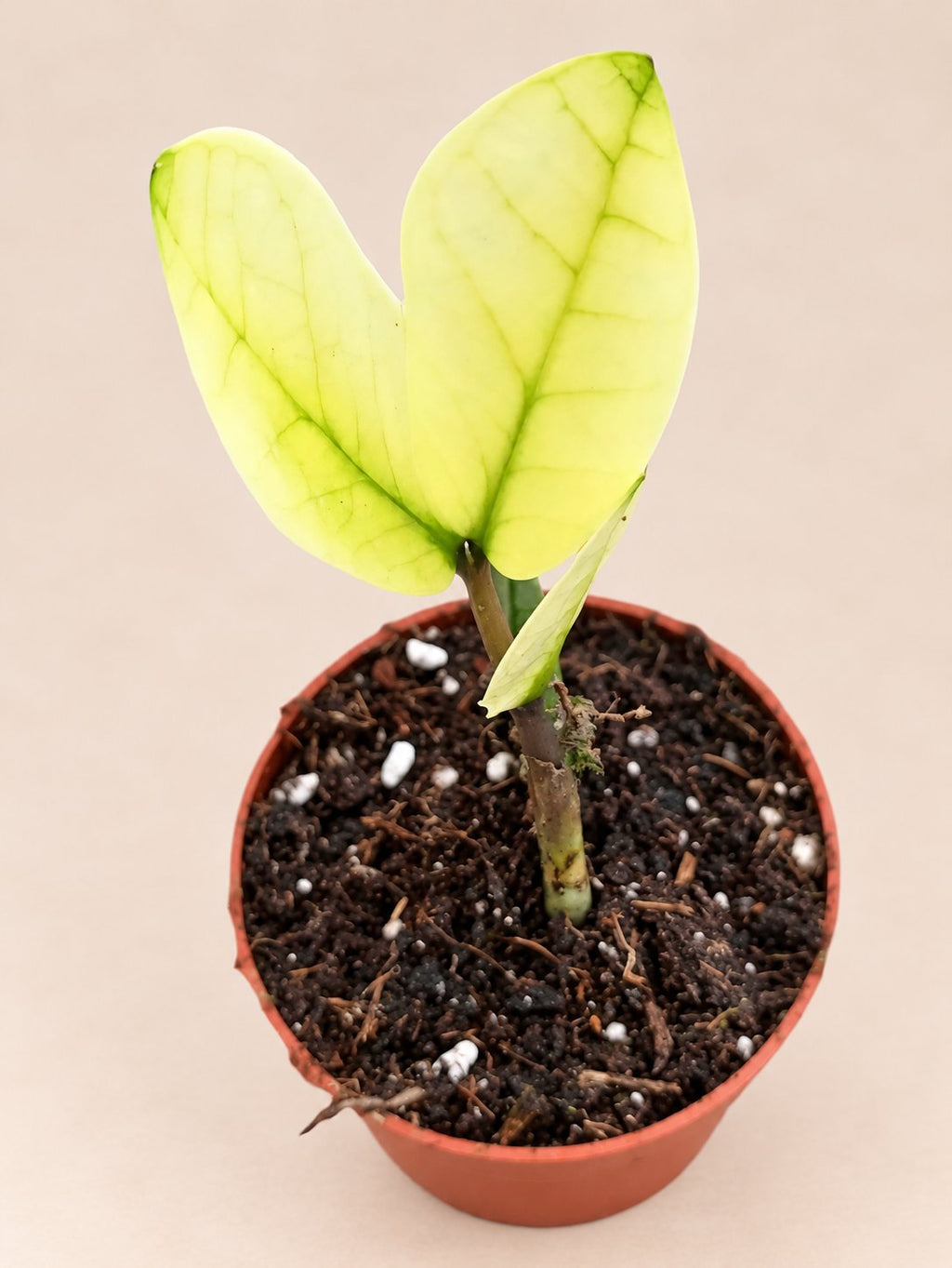 Zamioculcas Chameleon ZZ plant