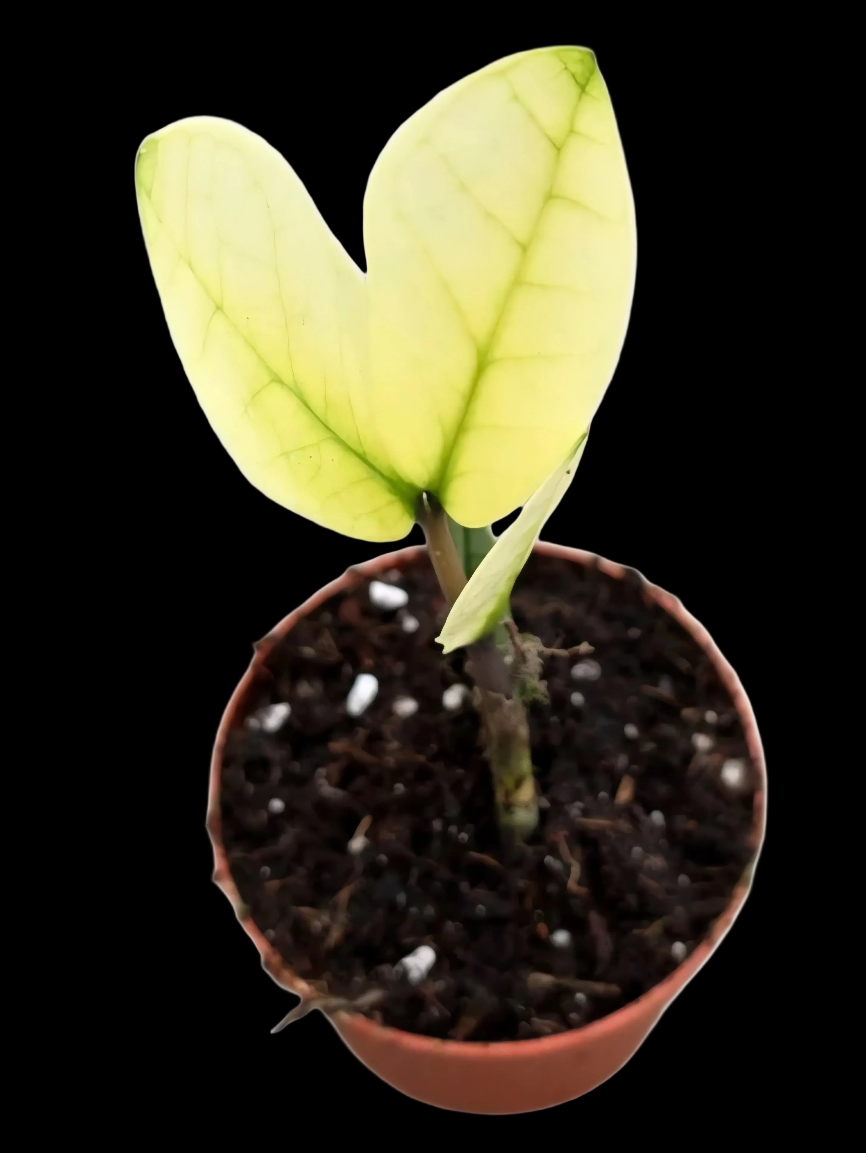 Zamioculcas Chameleon