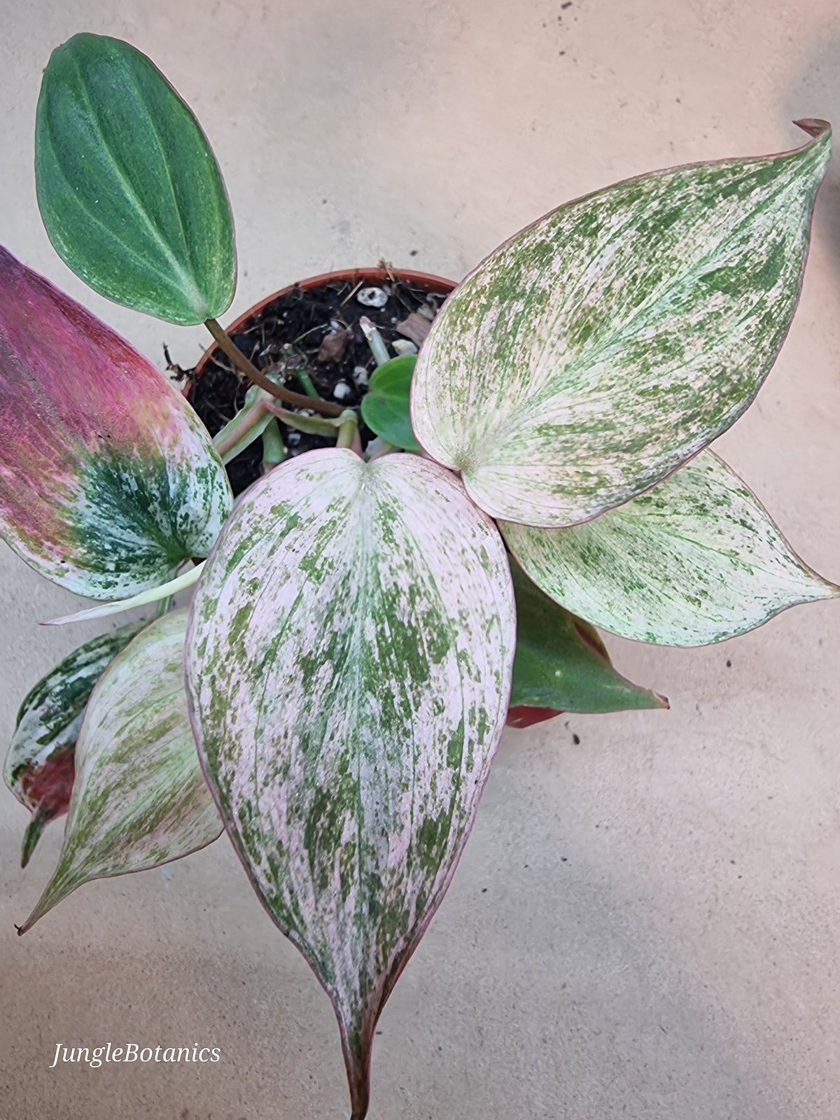 Philodendron Micans Marble Variegata additional view