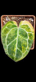 Anthurium Crystallinum Variegated