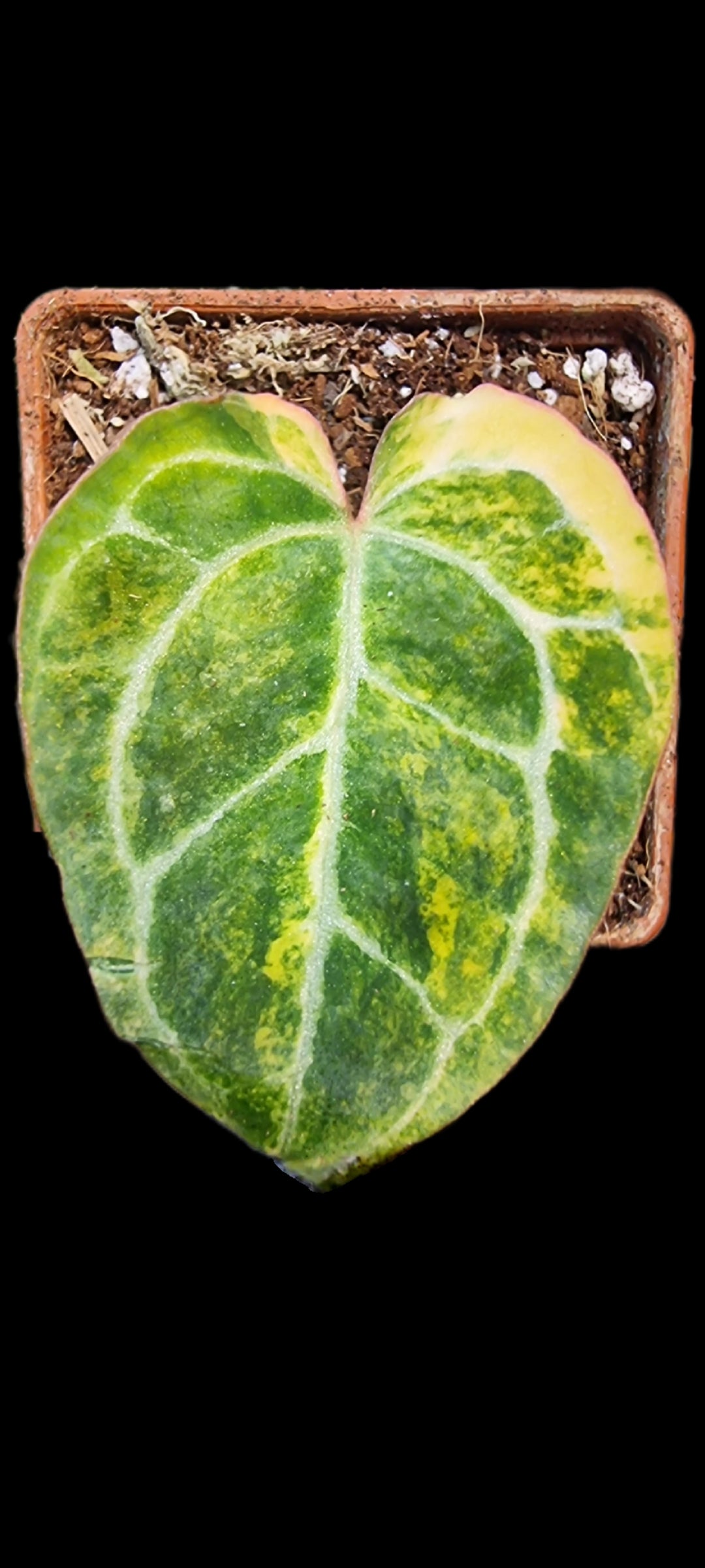 Anthurium Crystallinum Variegated