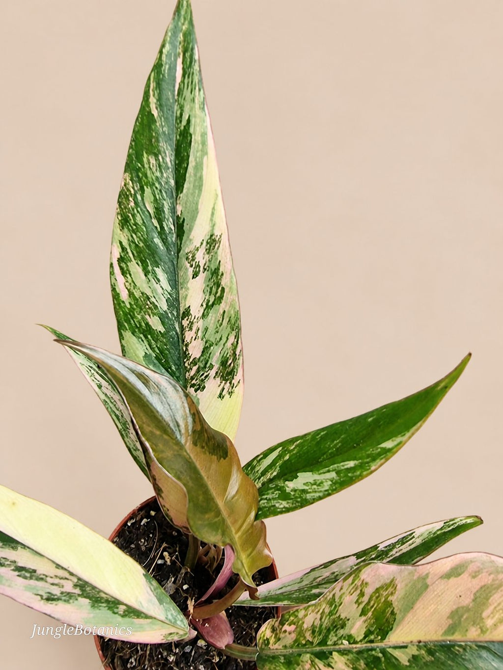 Philodendron Caramel Marble foliage
